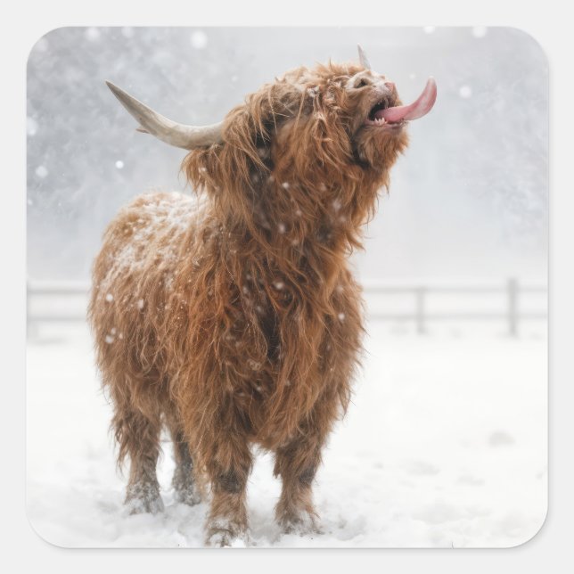 Sticker Carré Scottish Highland Cow Licking Snowflakes (Devant)