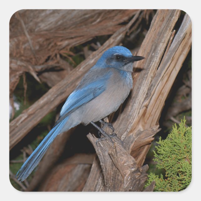 Sticker Carré Scrub Jay (Devant)