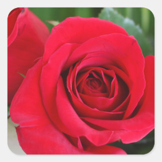 Sticker Carré Se souvenir de l'amour