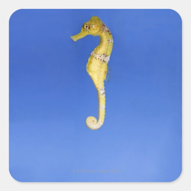 Sticker Carré Seahorse (Devant)