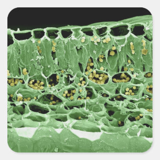 Sticker Carré Section transversale de la feuille