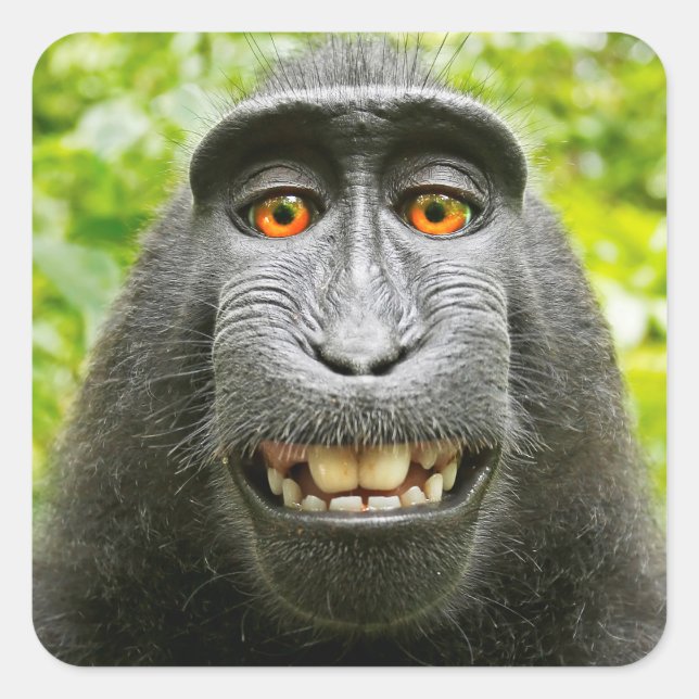 Sticker Carré Selfie de singe (Devant)