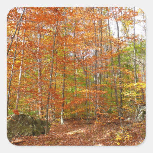 Sticker Carré Sentier de l'automne de la lumière du soleil au pa