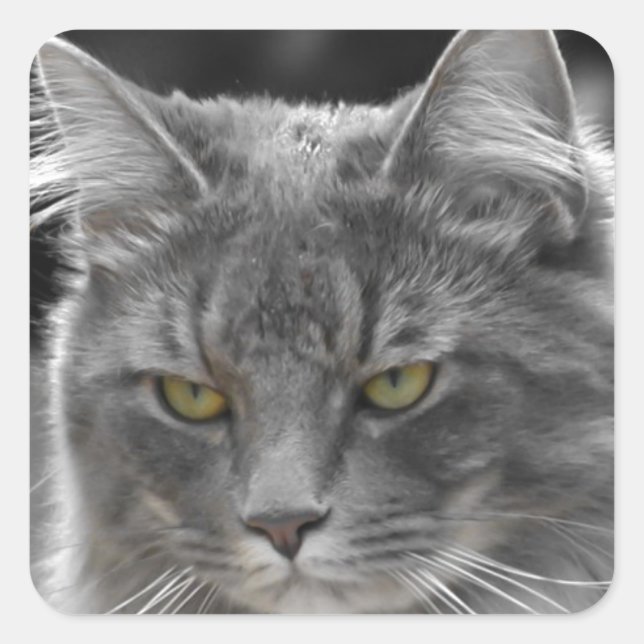 Sticker Carré Sérieux Buster (Devant)