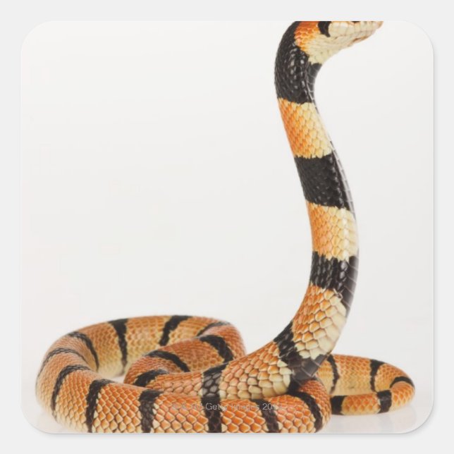 Sticker Carré Serpent corail africain (Aspidelaps lubricus) (Devant)