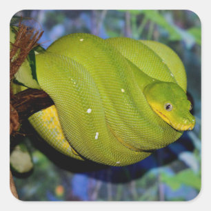 Sticker Carré Serpent de Boa Emerald Tree