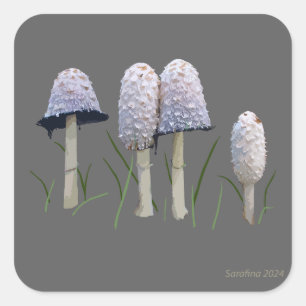 Sticker Carré Shaggy Mane Coprinus comatus