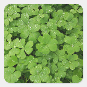 Sticker Carré Shamrock vert frais, chanceux St. Patricks