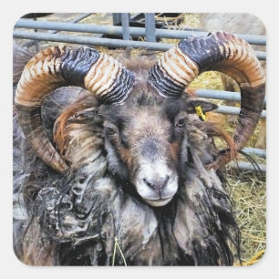 STICKER CARRÉ SHEEP