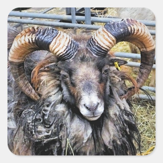 STICKER CARRÉ SHEEP (Devant)