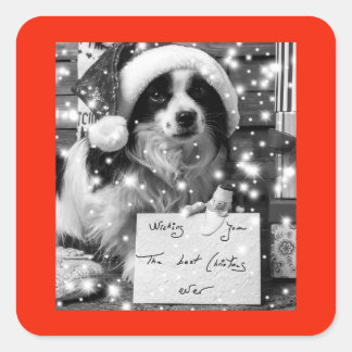 Sticker CARRÉ SHEPARD AUSTRALIEN