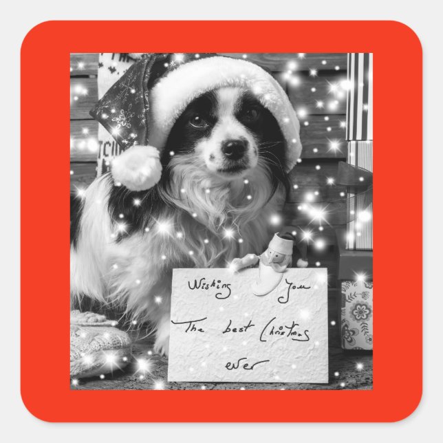 Sticker CARRÉ SHEPARD AUSTRALIEN (Devant)