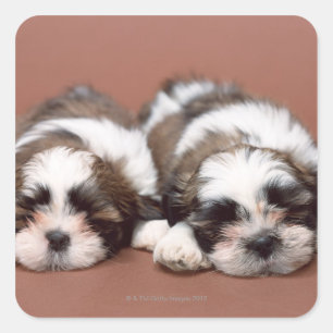 Sticker Carré Shih Tzu