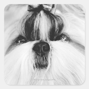 Sticker Carré Shih Tzu
