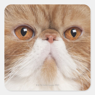 Sticker Carré Shorthair exotique (2,5 ans)