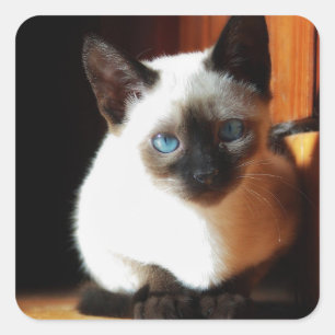 Sticker Carré Siamese Kitten