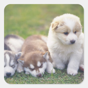 Sticker Carré Siberian Husky; Une race de chien qui travaille