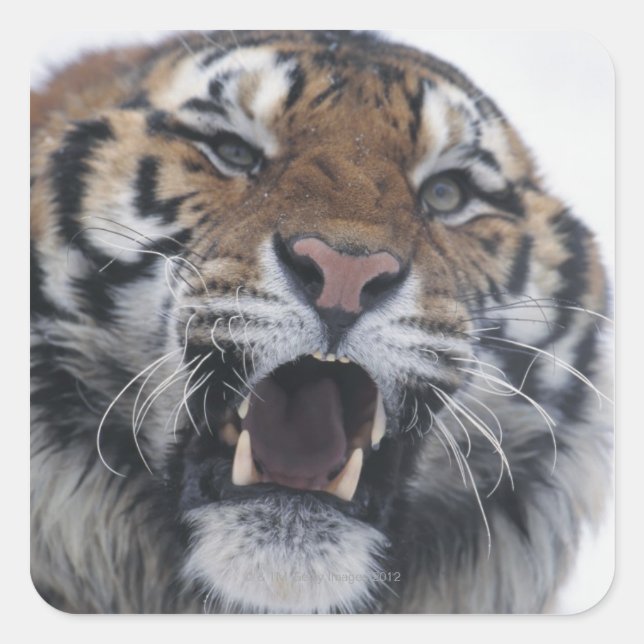 Sticker Carré Sibérie Tiger Snarling (Devant)
