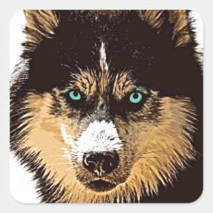 Sticker Carré Sibérien Husky