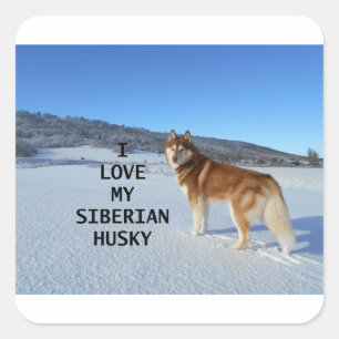 Sticker Carré sibérien-husky-rouge et blanc amour avec pic