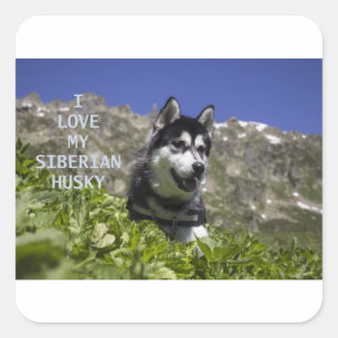 Sticker Carré sibérien noir et blanc amour avec pic