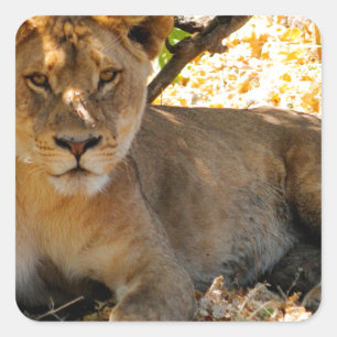 Sticker Carré Siesta Time