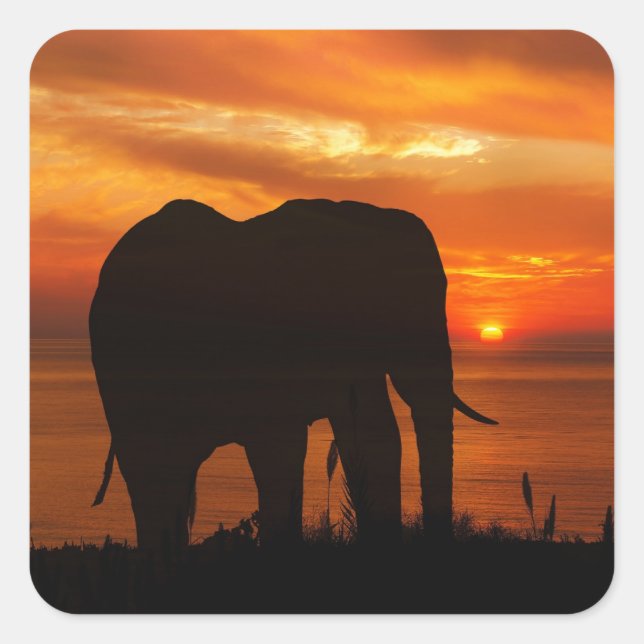 Sticker Carré Silhouette d'éléphant au coucher du soleil (Devant)
