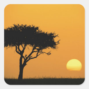 Sticker Carré Silhouette d'un seul acacia au lever du soleil, Ma