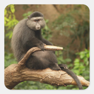 Sticker Carré singe