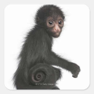 Sticker Carré Singe à tête rouge - Ateles paniscus (3
