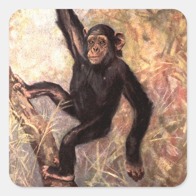 Sticker Carré Singe chimpanzé par CE Swan, Animaux sauvages Vint (Devant)