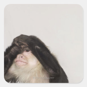 Sticker Carré Singe couvrant les yeux