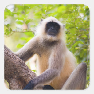 Sticker Carré Singe dans la jungle du parc national de Ranthambo