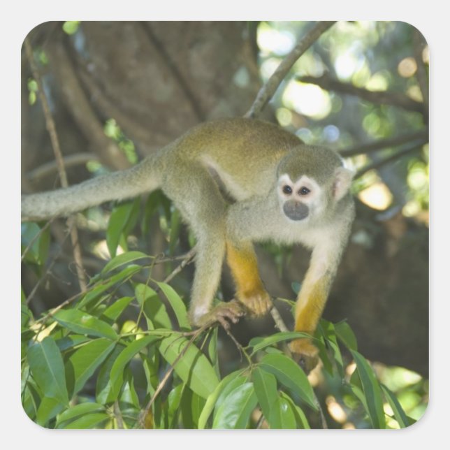 Sticker Carré Singe écureuil commun, (Saimiri sciureus), Rio (Devant)
