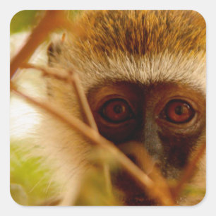 Sticker Carré Singe effronté.