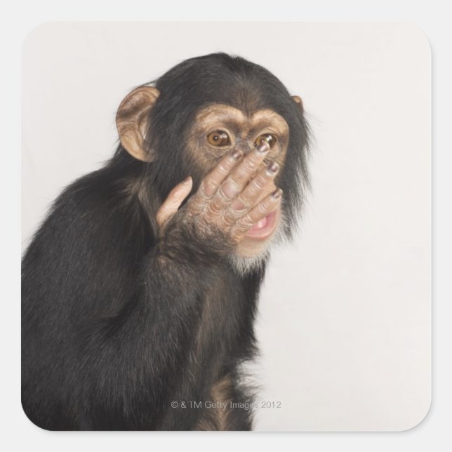Sticker Carré Singe frottant son visage (Devant)