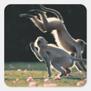 Sticker Carré Singes jouant