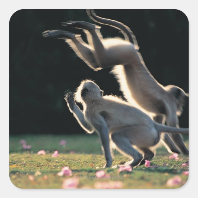 Sticker Carré Singes jouant (Devant)