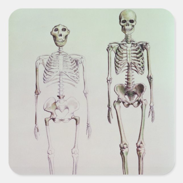 Sticker Carré Skeletons d'Australopithèque Boisei (Devant)