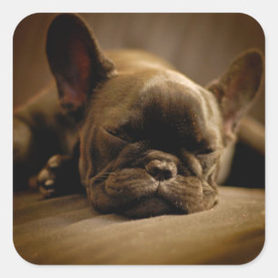Sticker Carré Sleepy French Bulldog