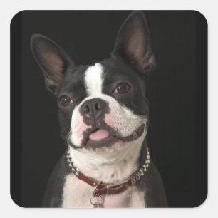 Sticker Carré Smiling Boston terrier with collar