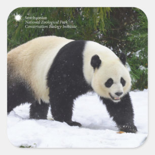 Sticker Carré Smithsonian   Pandas Géants Dans La Neige