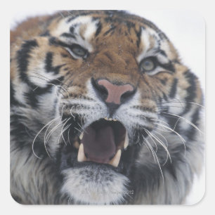Sticker Carré Snarling sibérien