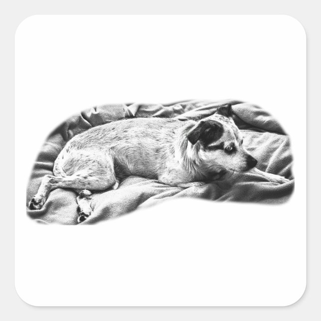 Sticker Carré Snoozer latéral avec teintes plumes (Devant)