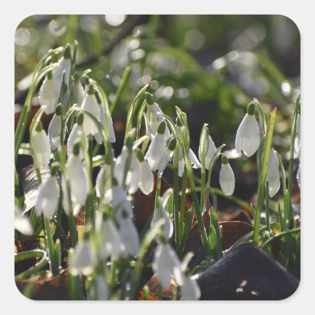 Sticker Carré Snowdrops (Devant)