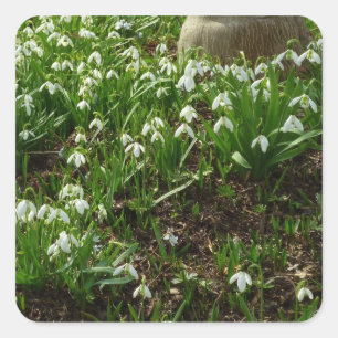 Sticker Carré Snowdrops