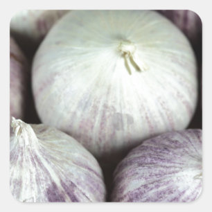 Sticker Carré Solo Garlic