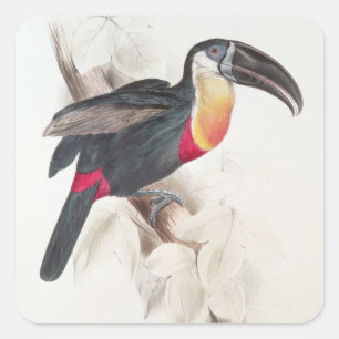 Sticker Carré Soufre et toucan breasted par blanc, 19ème siècle