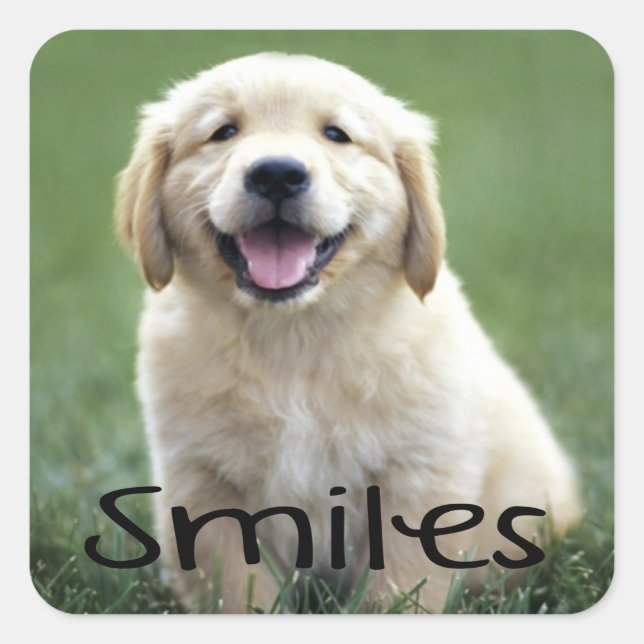 Sticker Carré Sourires mignon Chien Chien Chien Hello Golden Ret (Devant)