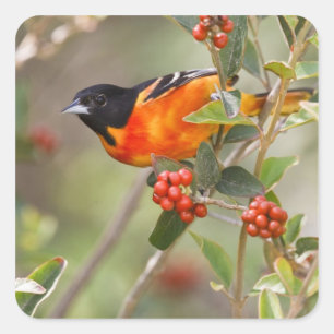Sticker Carré South Padre Island, Texas, États-Unis, Oriole de B